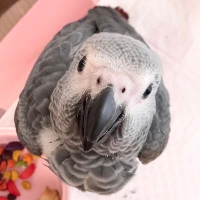 無言フォロー失礼致します。🐦手羽君（2月16日生まれ2才） 🐦ささみちゃん（6月1日生まれ2才）ヨウム2羽のママです👩🏻『ヨウムのおっぽ☆』として鳥・小動物さん用フリーズドライごはん（野菜）・おやつ（果物）、ポップコーン、手作りの鳥さん用おもちゃを販売中。DMにてご注文承っております。宜しくお願い致します😌✨