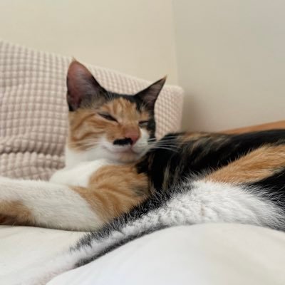 tom33697742's profile picture.