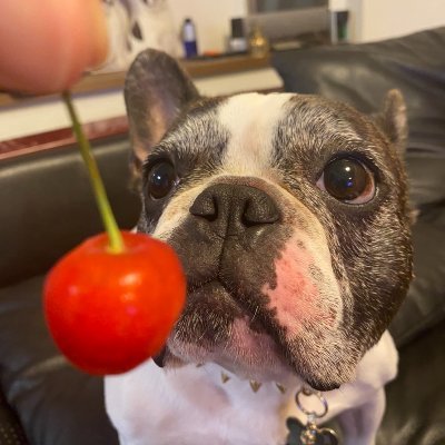 tommyt555's profile picture. 遅まきながら始めました。（2010年1月26日）
MixiはROMになり下がってはや3年になりますが、これはいつまで続けられるやら．．．
面倒臭いことが苦手です。
東京ドームオレンジシート(年間シート)を２席持ってます。いつも１席余ましてて勿体無いのですが．．．