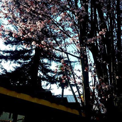 nicsamillan's profile picture. 