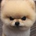 Grumpy Pup 🇪🇺🇬🇧🇳🇱🇩🇪🇺🇦 Profile picture