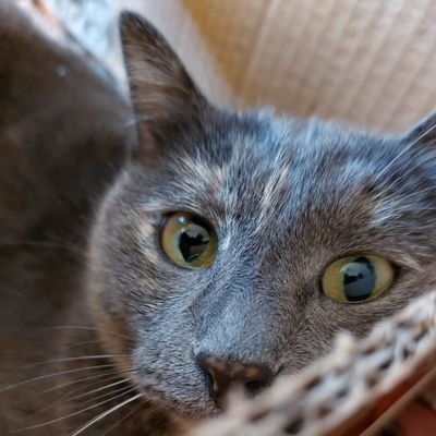 Chiara Bさんのプロフィール画像