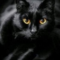 𝓖𝓪𝓽𝓽𝓪 𝓟𝓪𝓷𝓽𝓮𝓻𝓪 🐈‍⬛(@gatta_pantera) 's Twitter Profile Photo