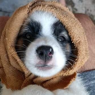 yourlittlepaws's profile picture. +UD2019, dogperson, 🎶🎵 diagnosed with thalassemia / blood: b+