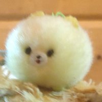 もっちゃ (@fumon501) 's Twitter Profile