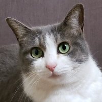 猫羽（ねこう）(@blackcatstail) 's Twitter Profile Photo