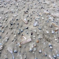 Nicole Hövelmeyer (@elocinnehrem) Twitter profile photo