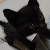 さくら (@leitfiwz1vct2rl) 's Twitter Profile