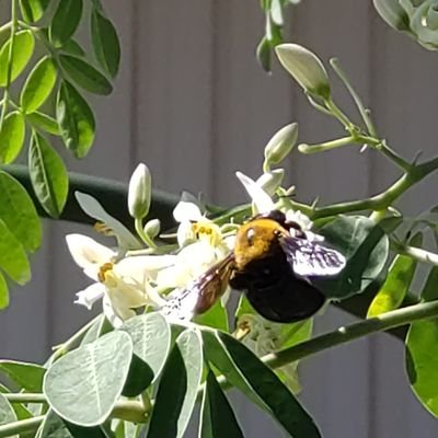 taberu_mederu's profile picture. 10年後に古民家を修繕して、鉱物と図鑑、大豆メニューのカフェをやりたい