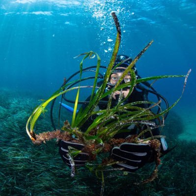 Fraggle rock rooter interested in #Seagrass, #speciesrangeshifts,#bluecarbon, #invasivespecies, #climatechange, #marineecology