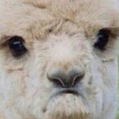 Bibbis__'s profile picture. 