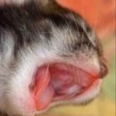 ZANDIQA's profile picture. 