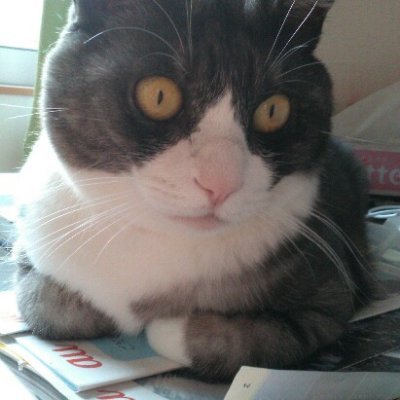 sirochami's profile picture. 猫が好き🔰Twitter初心者なので何か失礼があったらごめんなさい。
使い方よくわかってないです。