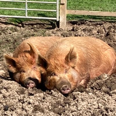 IvyHallFarm1's profile picture. Animals - camping - holiday cottage