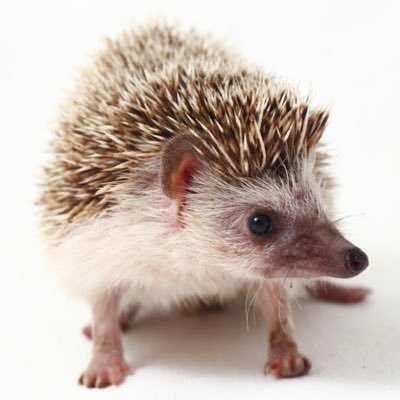 web3explorer's profile picture. never too old to learn