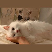 samah🦋 (@samah22356305) Twitter profile photo