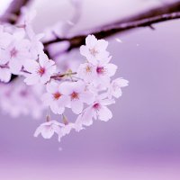 桜🌸Sakura (@himbeer2011) 's Twitter Profile Photo