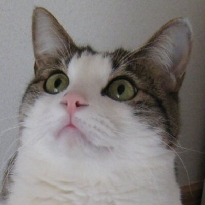 猫夜叉 Necoyasha Twitter