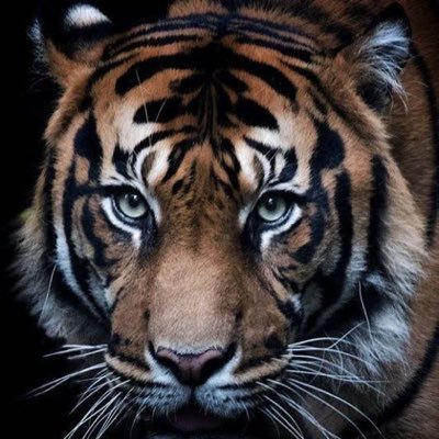 BEGITA1583's profile picture. #متحرر جدا ولست ديوثا .الفرق كبير 💕