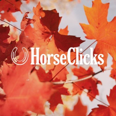 HorseClicks is the USA's favorite equestrian classifieds. Choose from thousands of horses for sale every day or place your own ad in minutes!