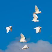 Birdie_1012's profile picture. She/Her I 19