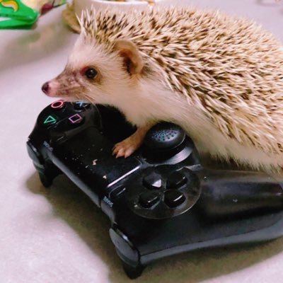 ご機嫌ぽんちょ。さんのプロフィール画像
