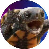 Hello. 
I'm the Turtle-Pigeon and I'm streaming on Twitch. Here it's Twitter. I identify as a dictionary.
Let's twutt.