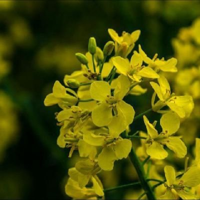 HUEVIFEROlgtb's profile picture. 