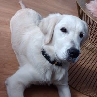 Simba The Golden Retriever (@retrieversimba) 's Twitter Profile