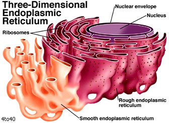 EndoplasmicRet1's profile picture. Endoplasmic reticulum is basically the cell’s interconnected network of vesicles, tubules and the like, which enables transport and processing of proteins...