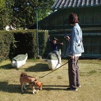 柴犬きくまる(@marukikumaru) 's Twitter Profile Photo
