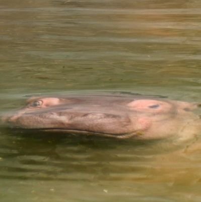 ケチな趣味人でございます