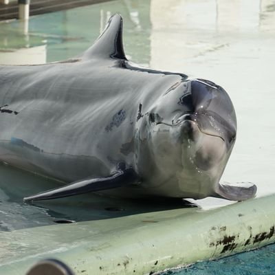 しながわ水族館に行く頻度が落ちてる人物🐬🦭しながわ水族館で検索して気になったらイイネやリプを残すかもしれません(⁠◔⁠‿⁠◔⁠)