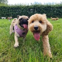 Lily the most beautiful Pug (@lilythemostbea1) 's Twitter Profile
