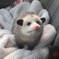 certifiedpossum(@certifiedpossum) 's Twitter Profile Photo