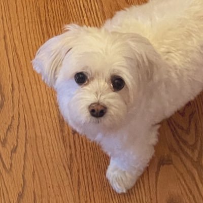 apmccaffery's profile picture. she/they | #etowncollege '17, #chestnuthillcollege '20 | opinions are my own