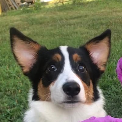 HelloEin_'s profile picture. I’m Ein The Corgi! 🐾 I’m just a sweet, goofy, fun loving boy living his best life in East Tennessee 💕 #CorgiCrew #Dogsoftwitter