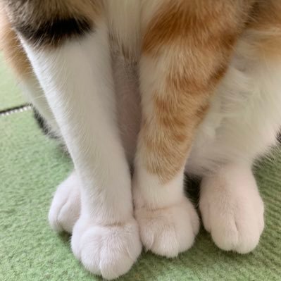 ねこになるために修行中… 🪷自由気まま、距離感もわかっているねこは、自分軸の師匠🌈身体は大事❣️体は食べたもので作られる‼️栄養貯金しながら、節約にもなる「昭和の知恵袋」YouTubeはじめました✨
