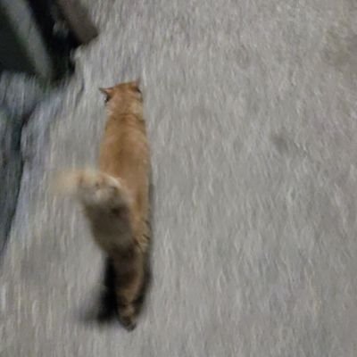 nikiiifn's profile picture. FA