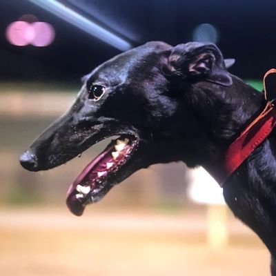 Greyhound Trainer attached to Monmore Green