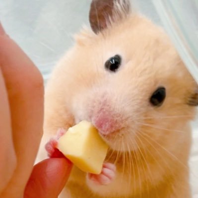 もちもぐ🐹ハムスター日記