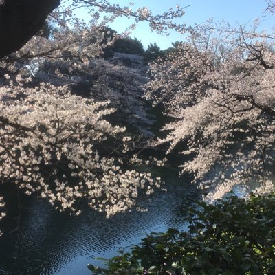 写真は千鳥ヶ淵の満開の桜です。今の私達がこうして生きていられるのも命をかけて戦って下さった英霊のおかげと思っております。この誇り高き日本、私達の世代で国家としての真の独立を実現したいです。