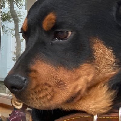 erwinphysics's profile picture. SUFRAGIO EFECTIVO, NO REELECCIÓN ‼️