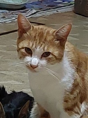 watakogyacyan2's profile picture. 元「わたことギャーちゃん」です。残念ながら、以前のアカウントに入れなくなったので…また、１からですが、宜しくお願いします😥　ざちょー💕待ってます🍀