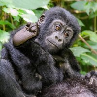 Gorilla Walking Safaris(@gorillawalking1) 's Twitter Profile Photo