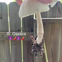 BartolOax (@bartoloax) 's Twitter Profile