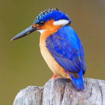 Çevrendeki Güzellikleri görmek için gözlerini, aklını ve kalbinin klitlerini aç...💐👀🧠❤️Open your eyes, mind and heart to see the Beauties around you...🕊🦜🐿