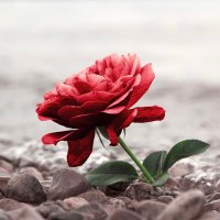 De 🌹 Roos (@doderoos) 's Twitter Profile Photo De 🌹 Roos (@doderoos) 's Twitter Profile Photo