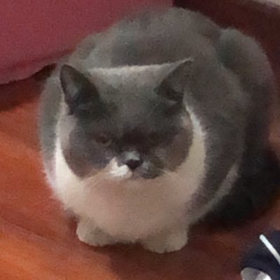 xevirさんのプロフィール画像