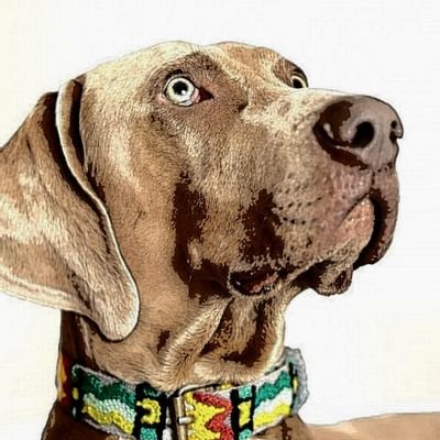 RolyWitman's profile picture. Abogado Litigante